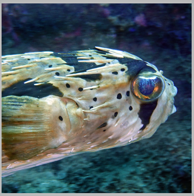 Kristin Belew: Metal Photo "Longspine Porcupine fish"