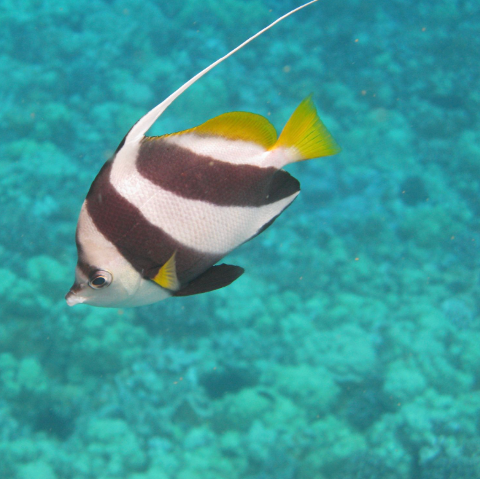 Kristin Belew: Metal Photo "Pennant Butterfly Fish"