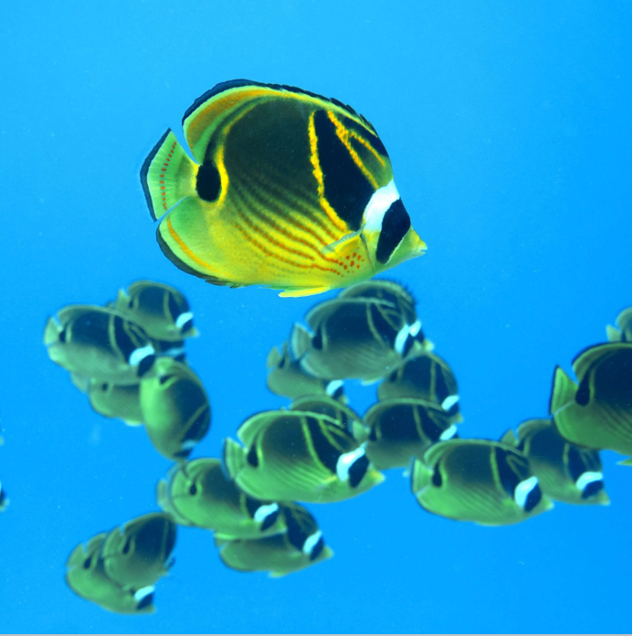 Kristin Belew: Metal Photo "Raccoon Butterfly Fish School"