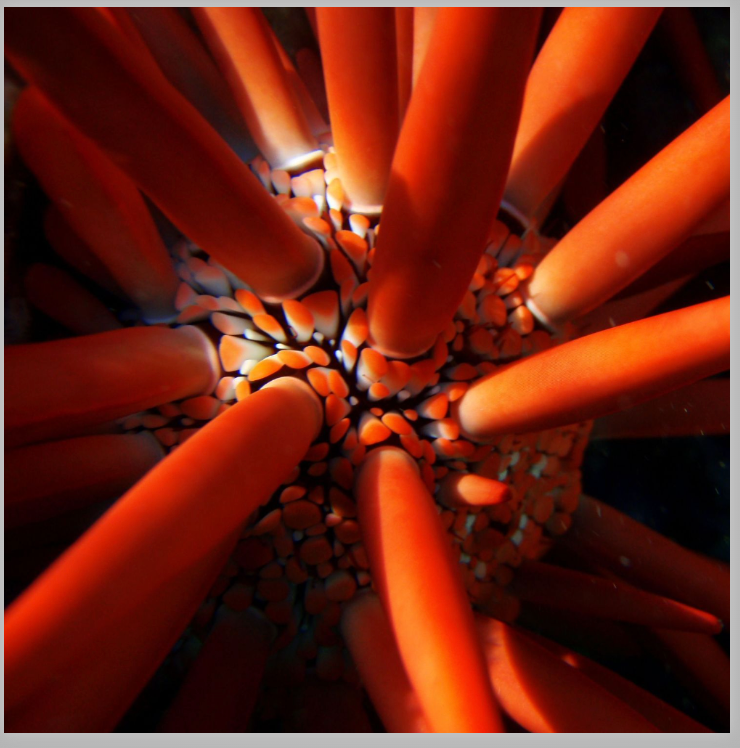 Kristin Belew: Metal Photo "Red Sea Urchin"