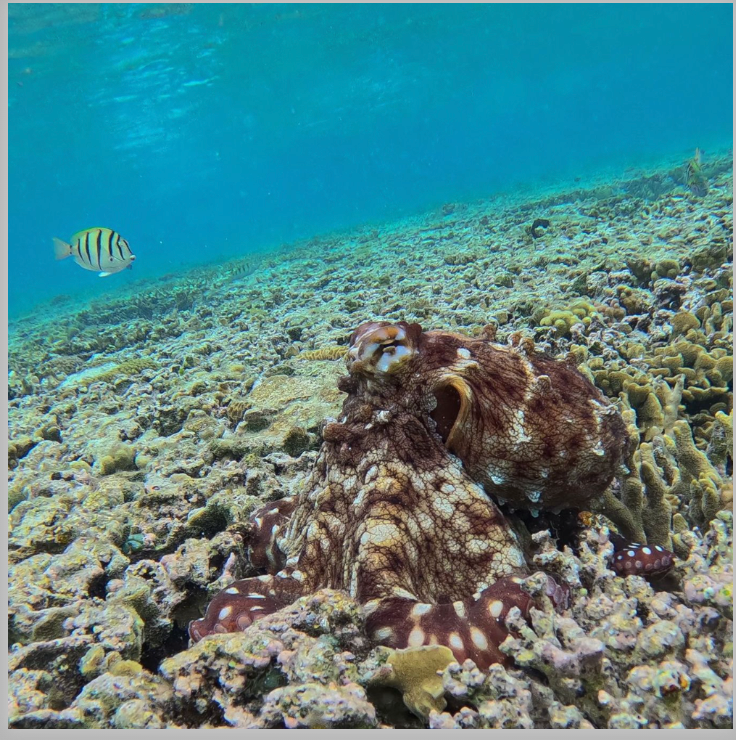 Kristin Belew: Metal Photo "Reef Tako"