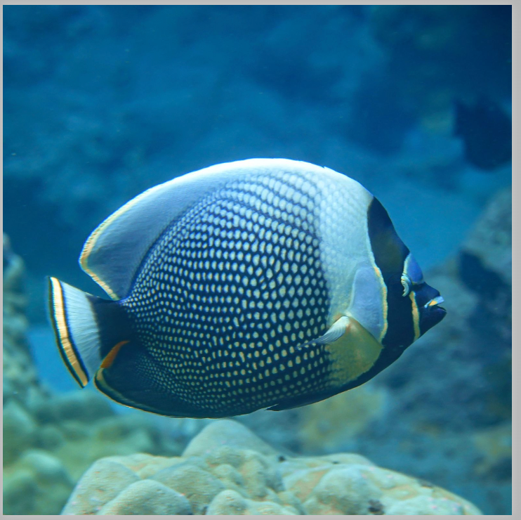 Kristin Belew: Metal Photo "Reticulated Butterflyfish"