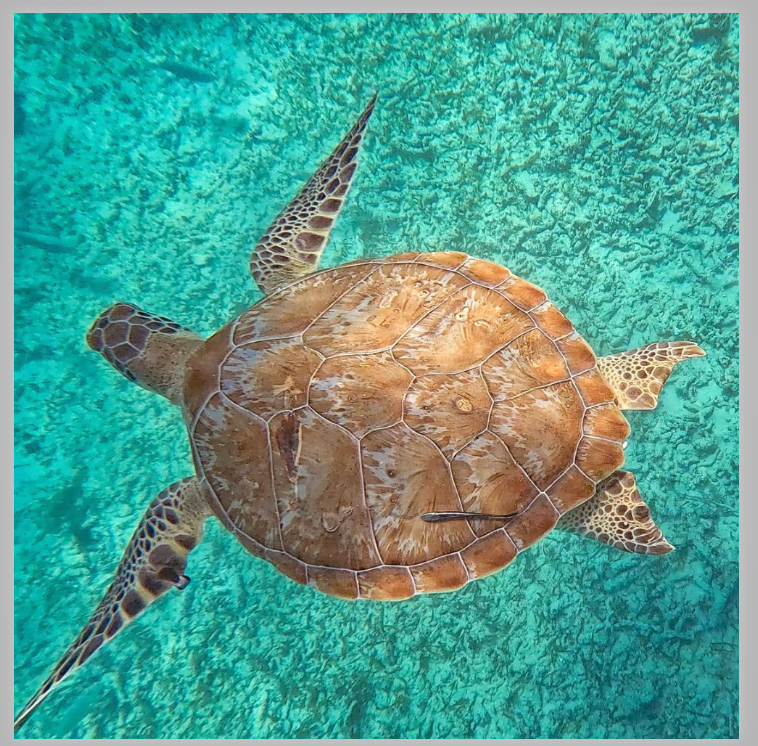 Kristin Belew: Metal Photo "Flying Green Turtle"