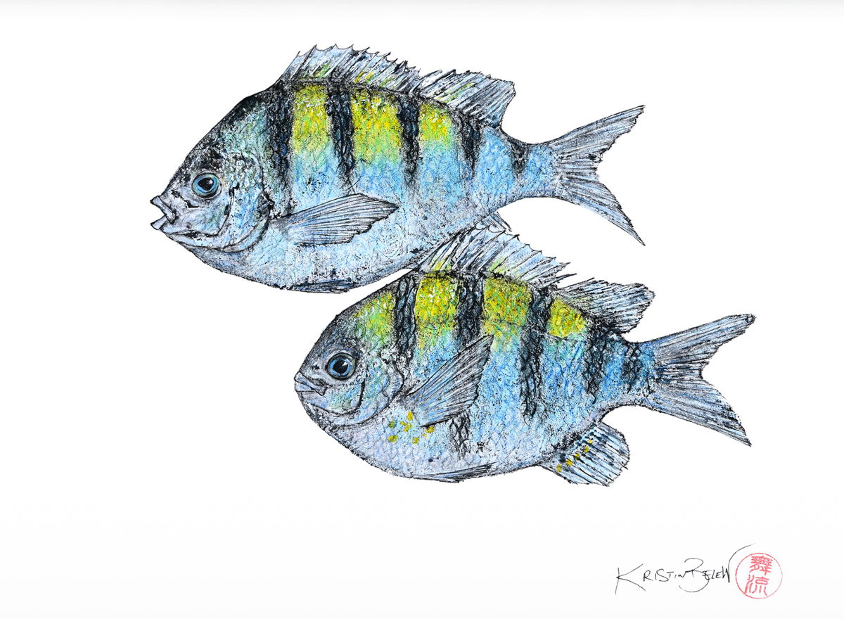 Deep Hawaii Art Greeting Cards 5 Pack-Fish Variety