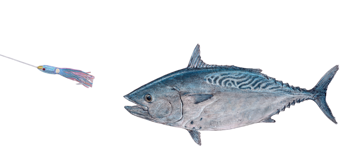 Kristin Belew: "Victoriaʻs Kawakawa" Skipjack Tuna with lure