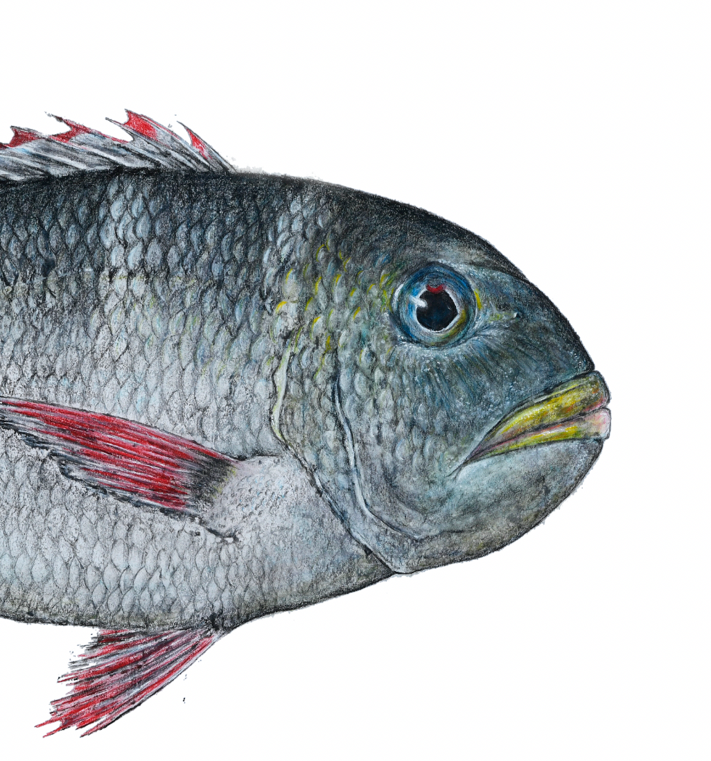 Kristin Belew: "Bowe's Mū" (Bigeye Emperor Fish) Gyotaku