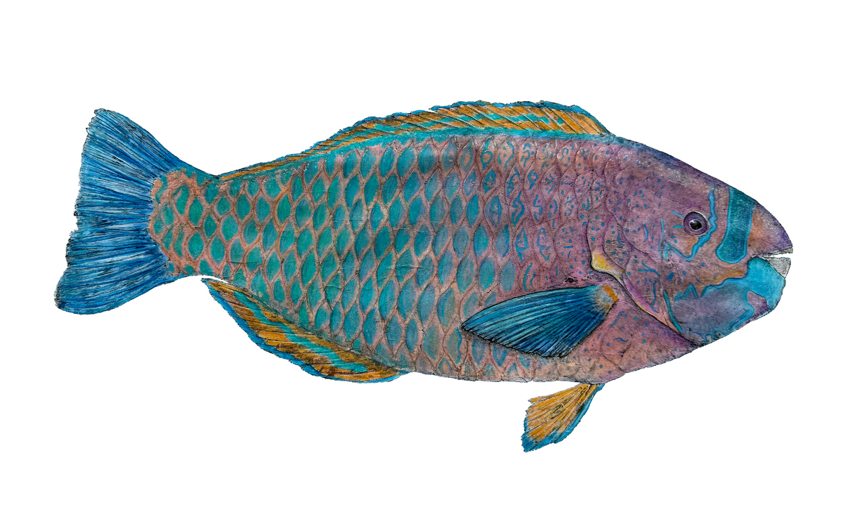 Ready-to-Frame Prints: Kristin Belew "Transformation" The parrotfish 16x20