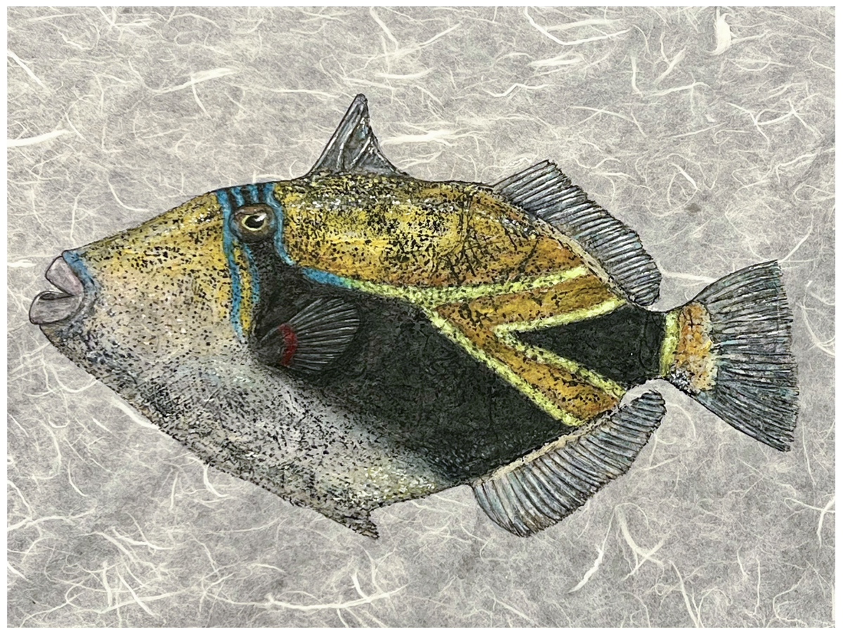 Kristin Belew: "Lilʻ Nas" the Humuhumunukunukuapuaʻa original Gyotaku