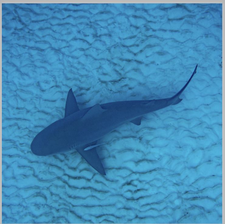 Kristin Belew: Metal Photo "Shark and Sand Ripples"