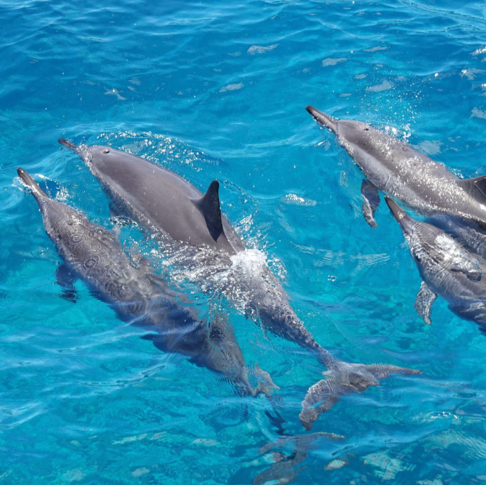 Kristin Belew: Metal Photo "Spinner Dolphin Pod"
