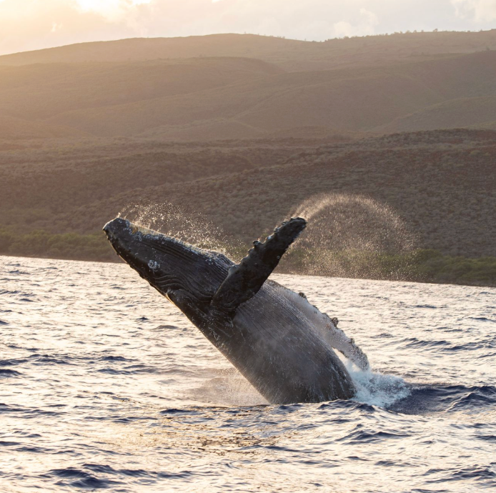 Kristin Belew: Metal Photo "Sunset Breach"