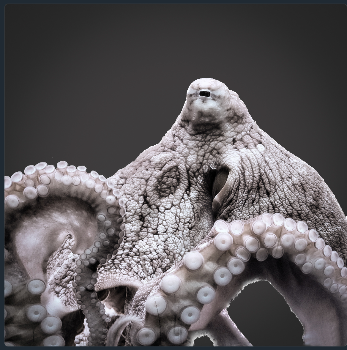 Kristin Belew: Metal Photo "Tako in B&amp;W"