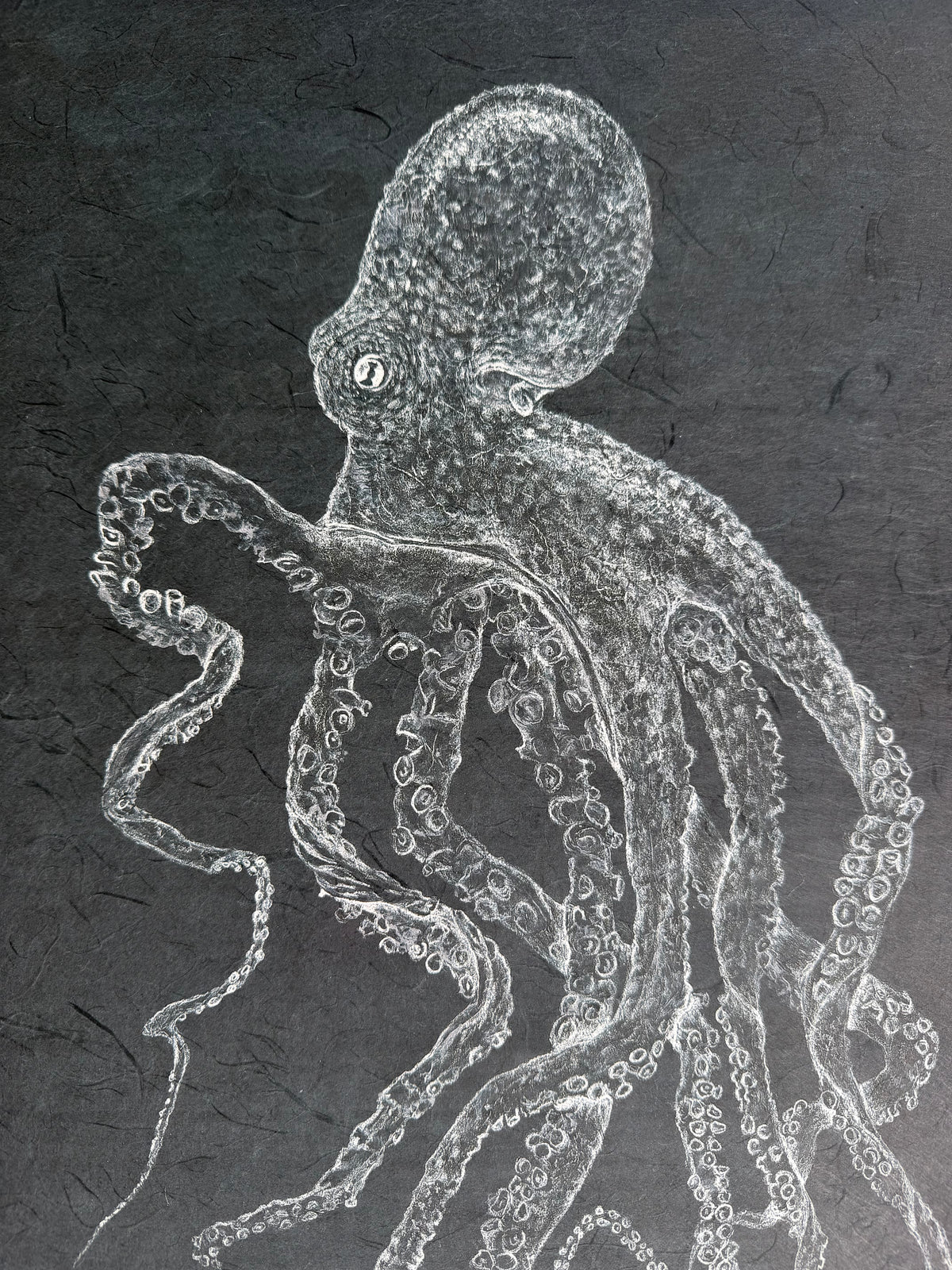 Kristin Belew: Tina the Tako Octopus Gyotaku