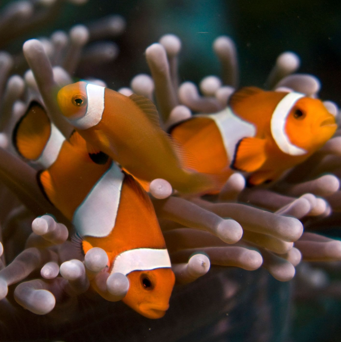 Kristin Belew: Metal Photo "Triple Clownfish"