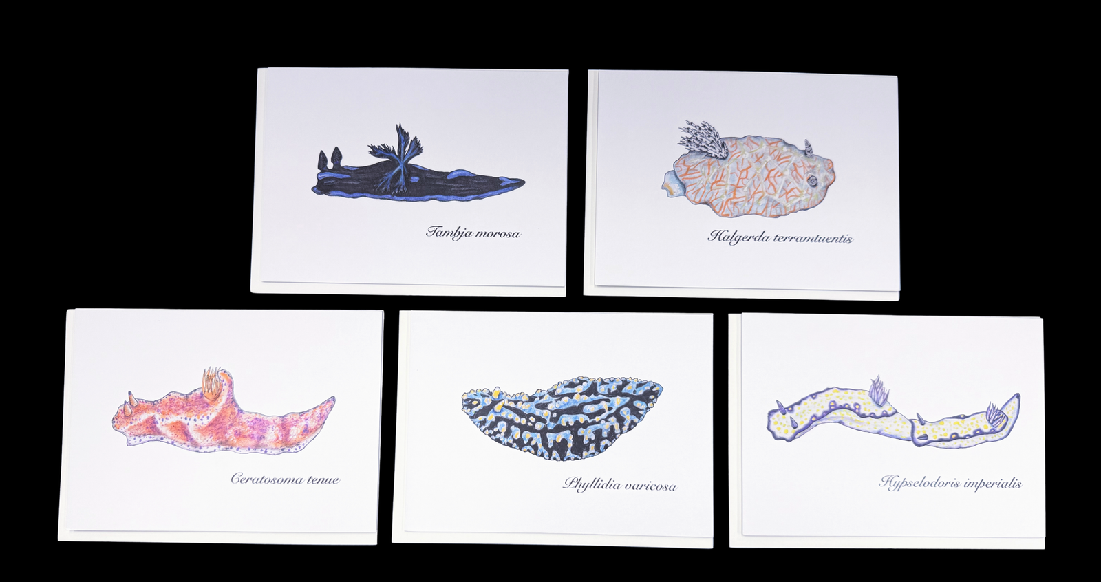 Deep Hawaii Art Greeting Cards 5 Pack-Nudibranchs