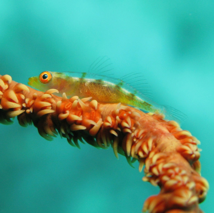 Kristin Belew: Metal Photo "Wirecoral Goby"