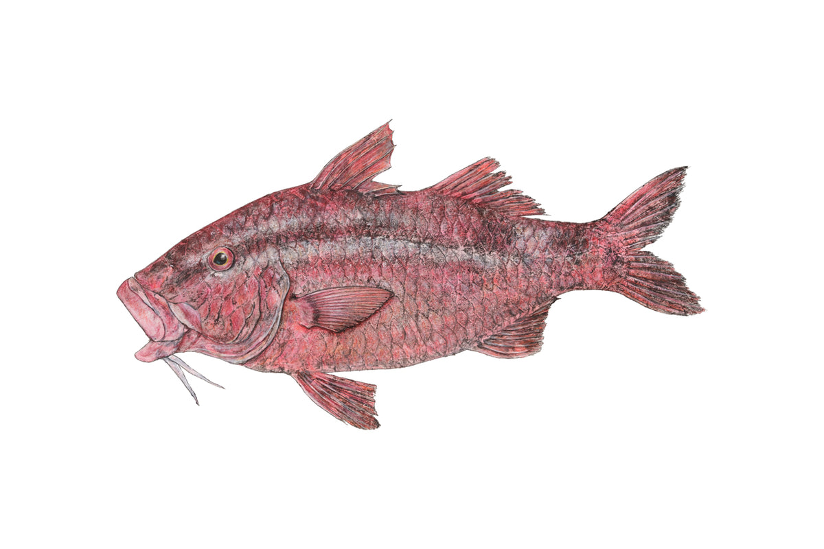 Kristin Belew: "Kalebʻs Kūmū" Gyotaku