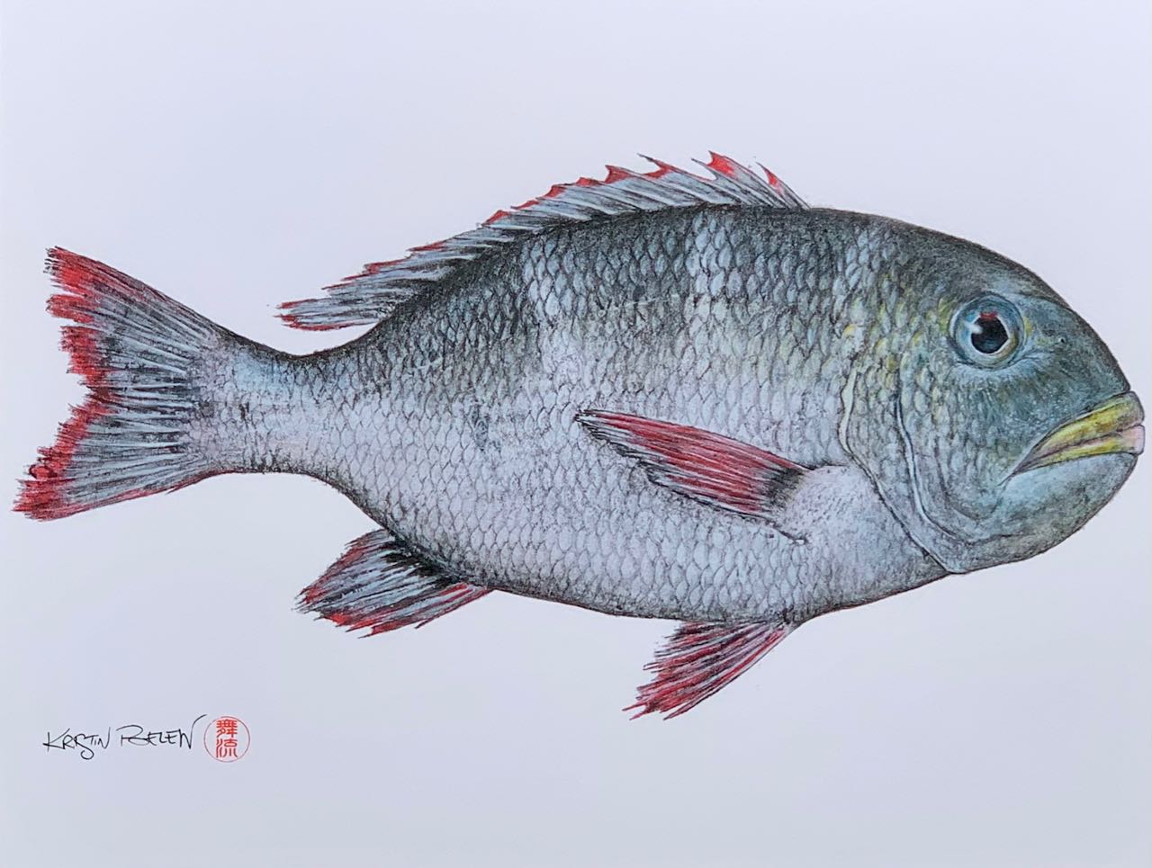 Kristin Belew: "Bowe's Mū" (Bigeye Emperor Fish) Gyotaku