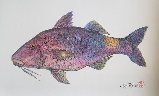 Kristin Belew: "Kaulana's Moana Kali" The Blue Goatfish Gyotaku