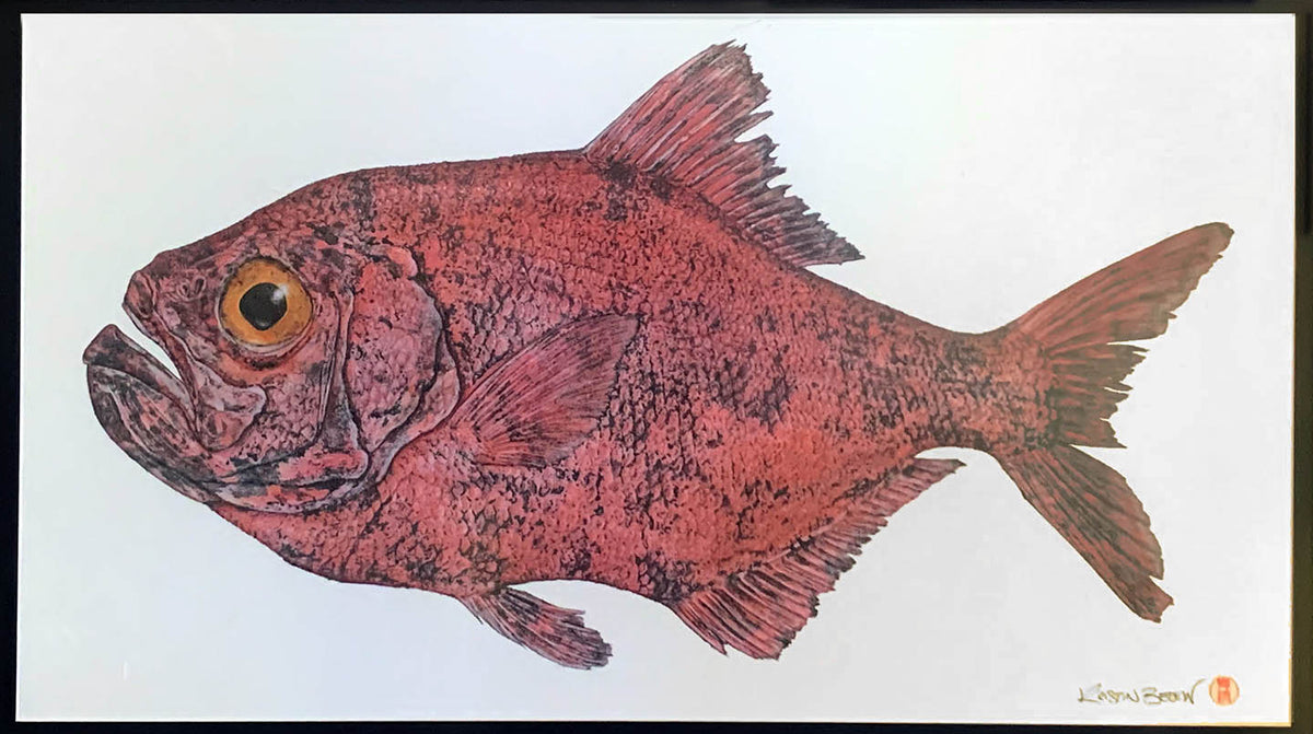 Kristin Belew: "Alf" the Alfonsino Gyotaku