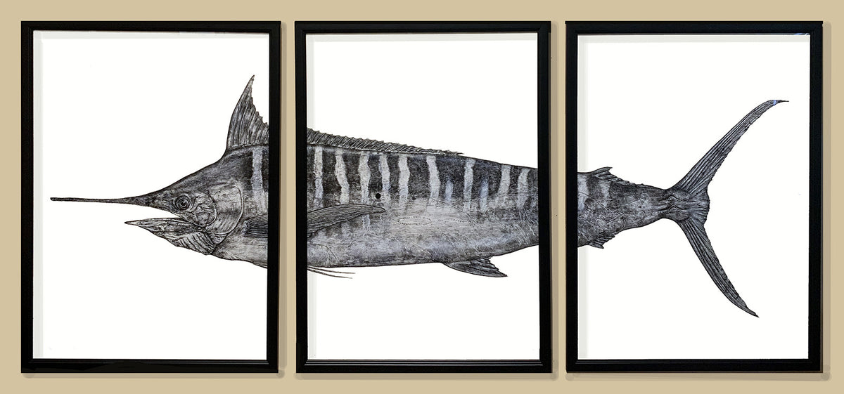 Kristin Belew: "Marge the Marlin" Black and White Gyotaku Triptych